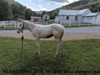 SEARCHING FOR HORSE Elsa skipper gal,  Near Johnson city, TN, 37601